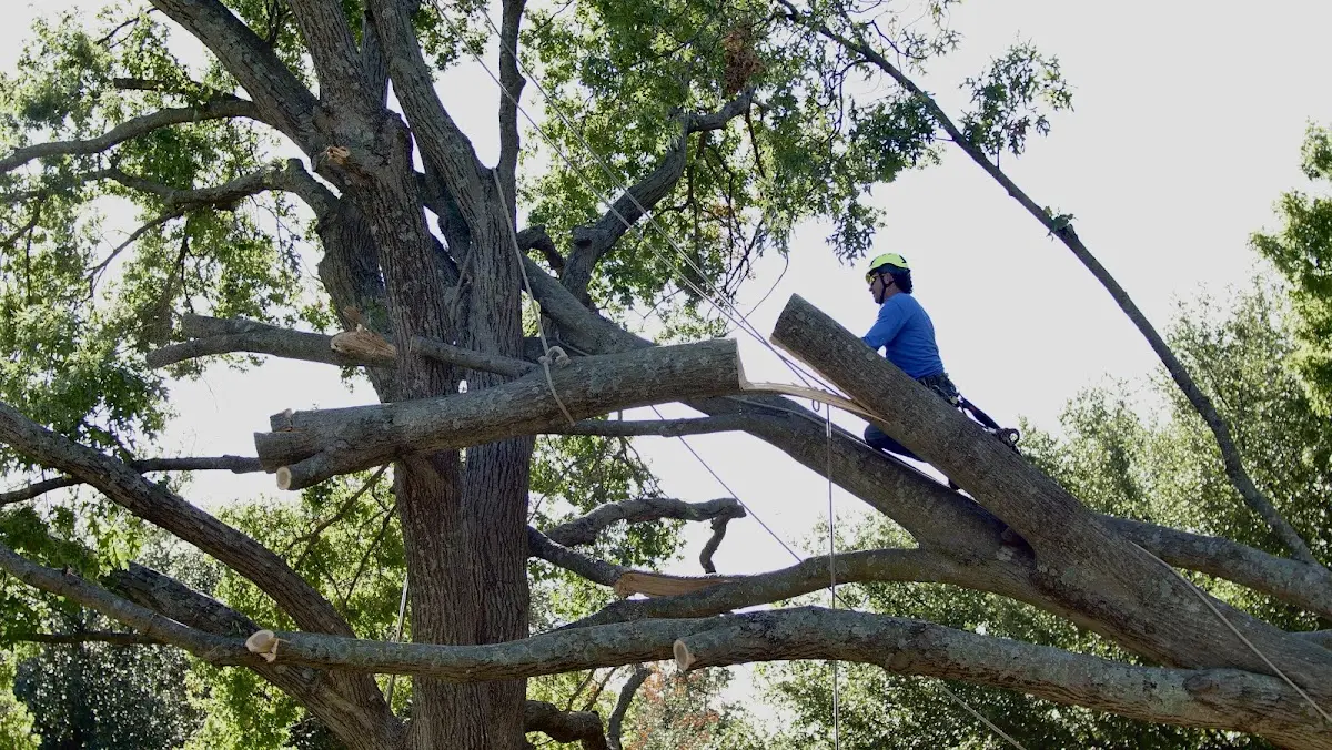 Professional Hazardous Tree Removal performed by certified arborists in Silver Springs