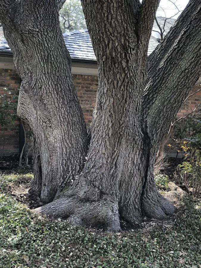 Mature heritage tree close to a Silver Springs property cared for by certified arborists